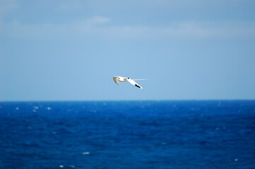 Fototapeta premium white seagull with long tail symbol of mauritius