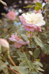 Pink and creamy roses on a garden