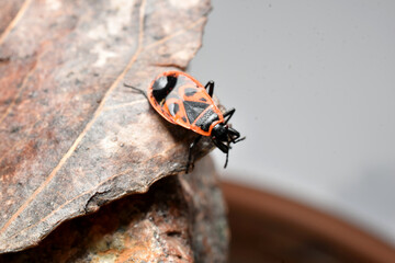 Bed bug Pyrrhocoris apterus on a dry leaf.