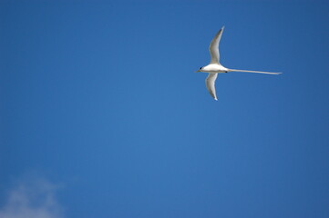Fototapeta na wymiar white seagull with long tail symbol of mauritius