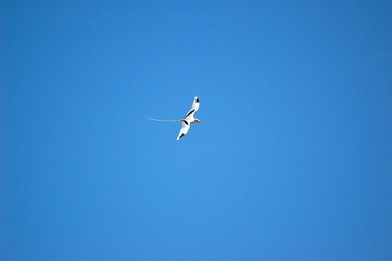 white seagull with long tail symbol of mauritius
