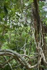 Erycibe Citrifolia Griff or Phlio Tree is a famous tree in the Namtok Phlio, Chantaburi, Thailand.