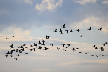 migratory geese flock in the spring in the field