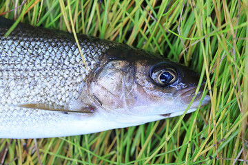 caught european grayling fresh fish wildlife hobby fishing