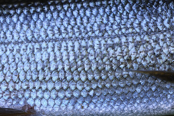 caught european grayling fresh fish wildlife hobby fishing