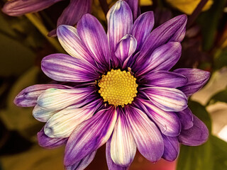 Up close to a purple daisy