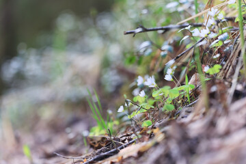 spring branches shoots leaves seasonal background