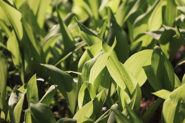 lilies of the valley leaves green background, nature fresh green garden texture