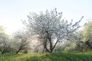 Fototapeta na wymiar blooming apple orchard spring background branches trees flowers nature