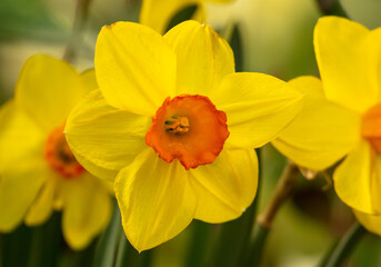 Yellow narcissus flower in nature.