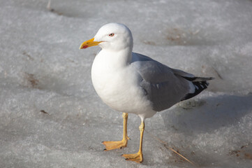 Portrait of a white seagull on ice
