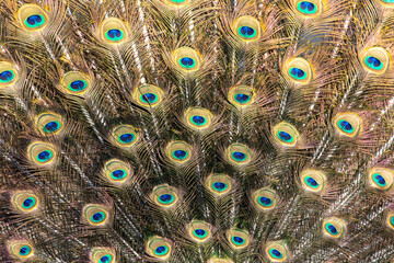 Multicolored peacock feathers as a background.