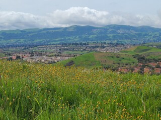 Fototapeta na wymiar Wildflower meadow overlooking into San Ramon Valley, California