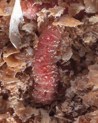 Red maggot worms in sawdust.