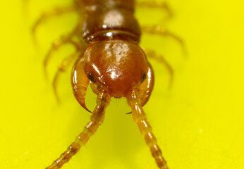 Centipede isolated on yellow background.