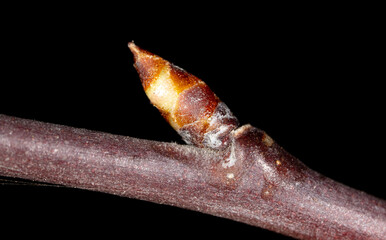 Flower bud on pear branch isolated on black background.