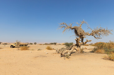  dry tree in Arava desert Israel