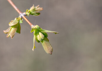 Flower bud on a honeysuckle branch in nature.