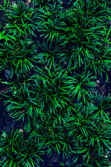 Fototapeta na wymiar Green grass bush or lawn in dark forest for background textured.