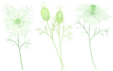 ニゲラの花と蕾のイラストセット