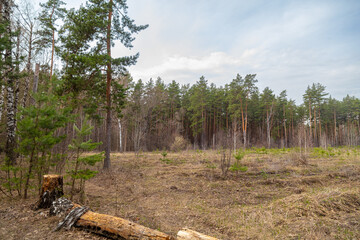 Pine trees in the forest as a background.