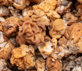 Mushrooms lines giant as a background.