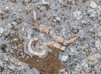 Dead earthworm on the pavement.