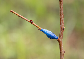 Grafting on a fruit tree in early spring.