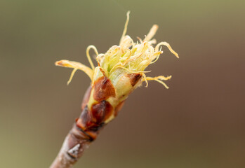 Flower bud on a pear branch in early spring.