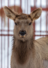 Deer portrait in the zoo.