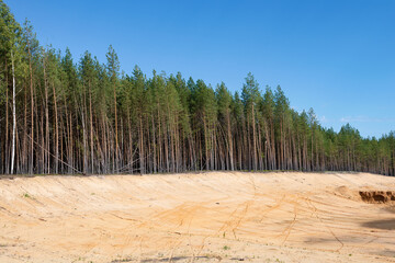 Fototapeta na wymiar Old sand quarry in a pine forest on a sunny September day. Kostroma region