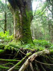 上高地_森の大木