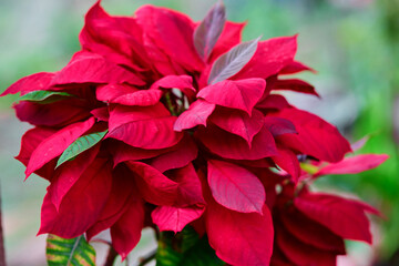 Red poinsettia christmas tree