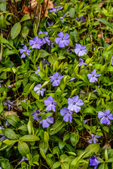 Vinca minor lesser periwinkle ornamental flowers in bloom