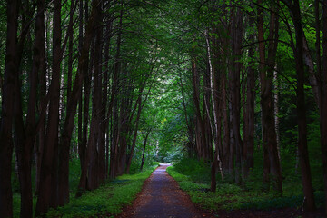 Obraz premium landscape spring forest background nature