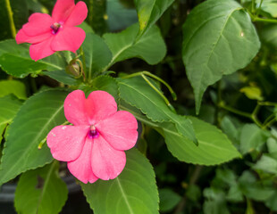 Fototapeta premium flowers in a beautiful garden with the scientific name Impatiens balsamina L