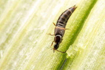 A Paederus perches on green plants in the wild, North China