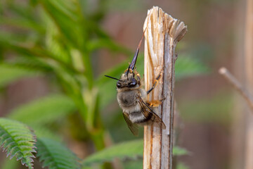 A bumblebee lives on a wild plant in North China