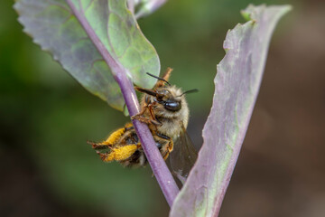 A bumblebee lives on a wild plant in North China