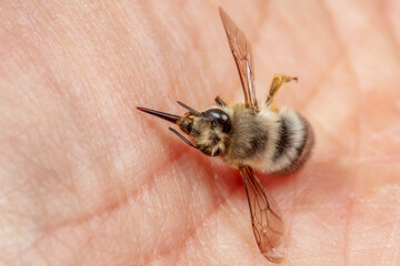 A bumblebee lies in the palm of a human hand, North China