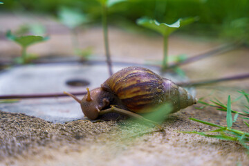 Fat snail eating morning glory