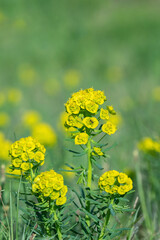 Cypress spurge (Euphorbia cyparissias).Toxic and skin irritant plant..