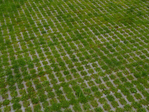 Eco-friendly parking of concrete cells and turf grass in summer. Modern innovative solution for environmental problems. Greenery growing through concrete blocks. Floor stone tile with holes for grass.