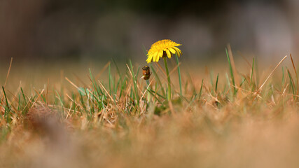Beautiful dandelion flowers in the park, North China