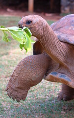turtle eating green leaves in mauritius island