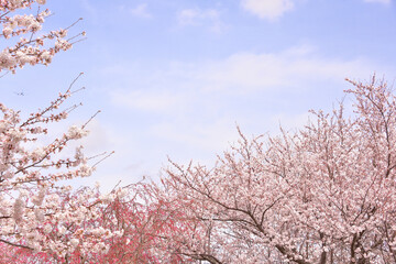 桜　春らんまん　春　お花見