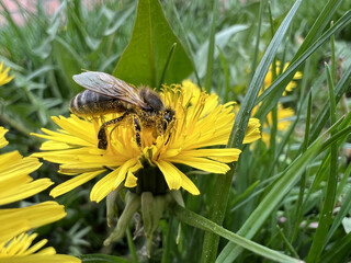 Medicinal plant mother and stepmother, Tussilago. Yellow flower with a bee, collects nectar. bee on a foal flower. spring blurred background. spring garden season. bee in the meadow, macro nature