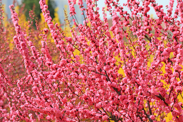Obraz premium Beautiful elm leaf plum flowers are in the park, North China