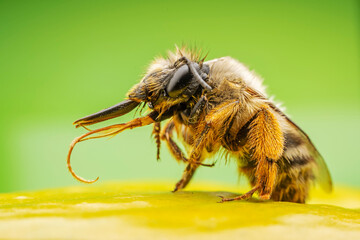 Close up photo of beautiful Bumblebee, North China