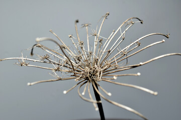 Inflorescence of dried grass of the past year.
